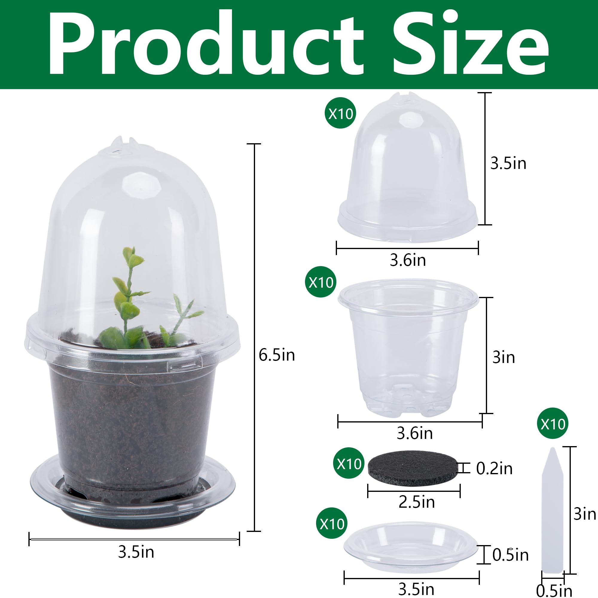 EBaokuup clear seedling pot showing root growth in BPA-free plastic