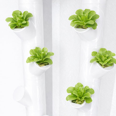 EBaokuup indoor-use cups are ideal for strawberries, basil, cilantro.