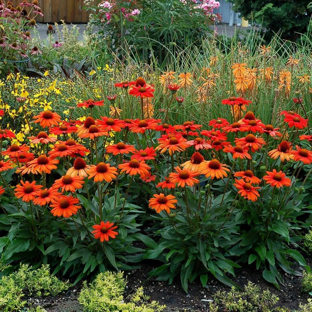 Fragrant coneflowers provide sensory garden appeal with gentle fragrance.