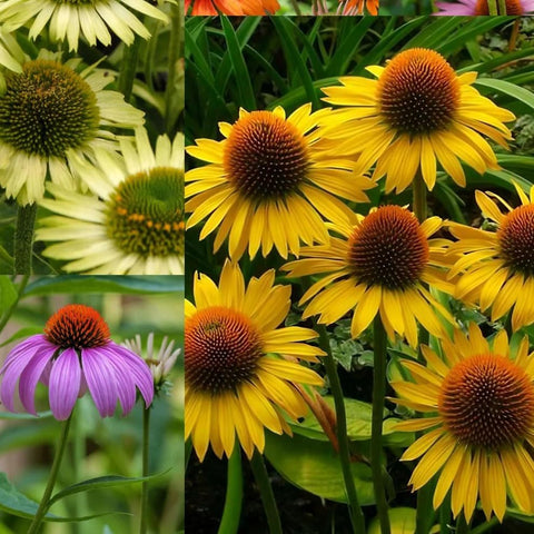 Home garden Echinacea Purpurea seeds promote perennial color and wildlife.