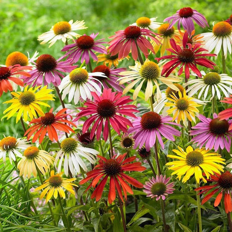 Echinacea Purpurea seeds mixed color ready to sow for pollinators.