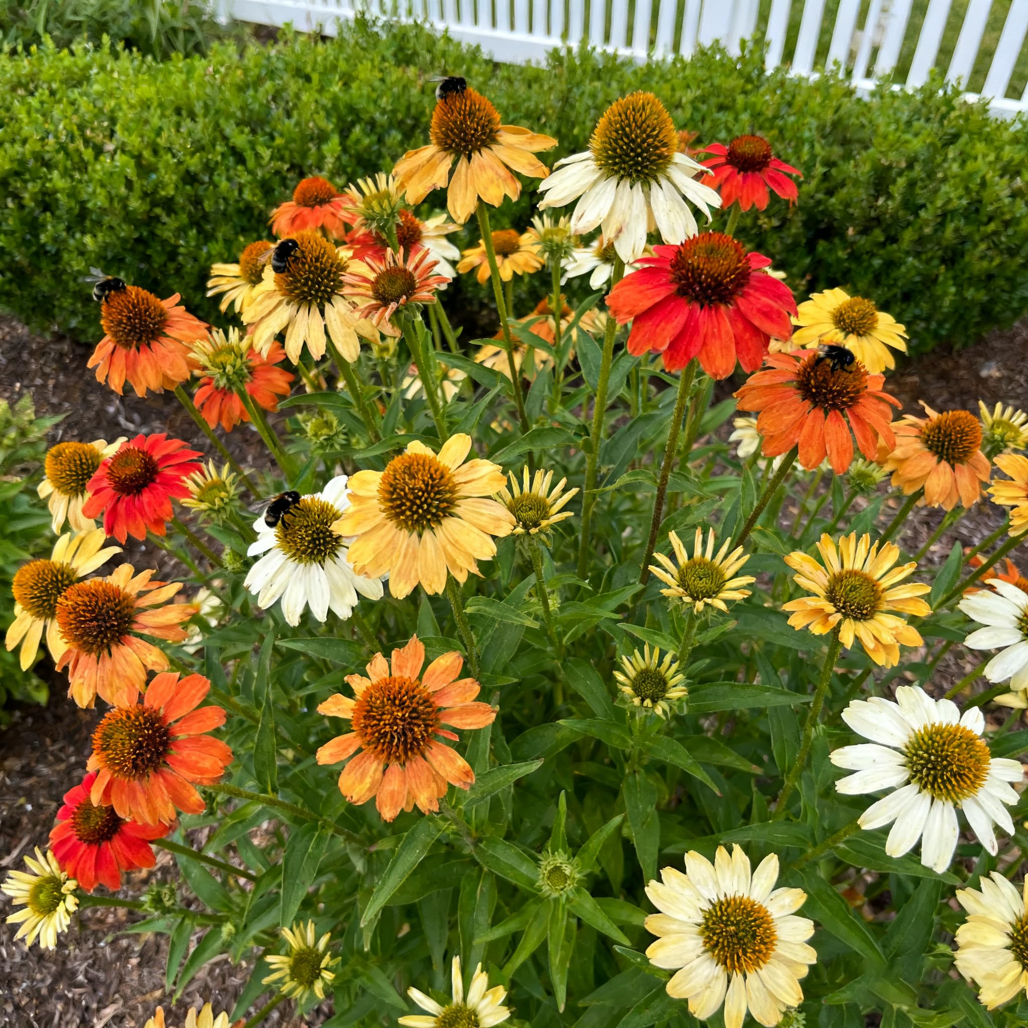 Coneflower seeds for mixed colors deliver resilient plants for borders and containers.