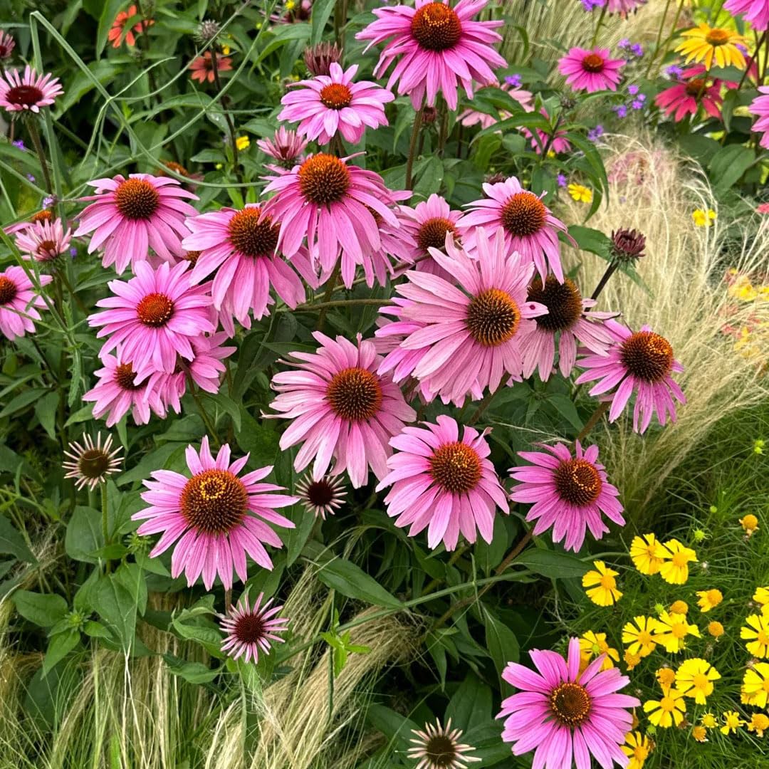 Pollinator-friendly Echinacea Purpurea seeds attract bees and butterflies to your yard.