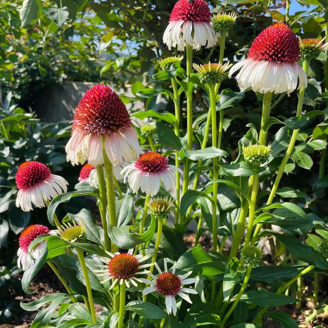 Echinacea Purpurea seeds ideal for potted decoration with durable bloom.
