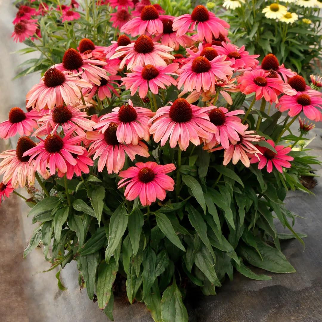 Sowing Echinacea Purpurea seeds indoors or outdoors for robust growth.