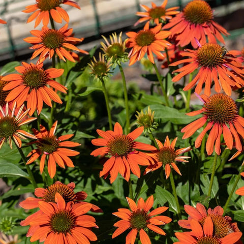Echinacea seeds cut-flowers ideal for fresh bouquets and arrangements.