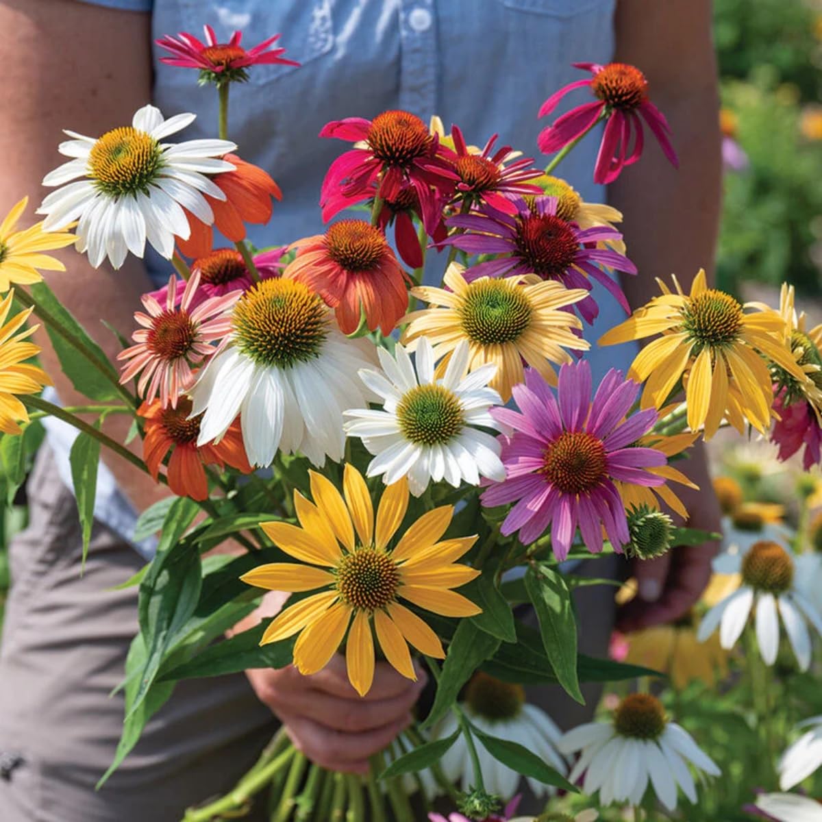 Echinacea seeds drought-tolerant-plants offer low-water garden options.