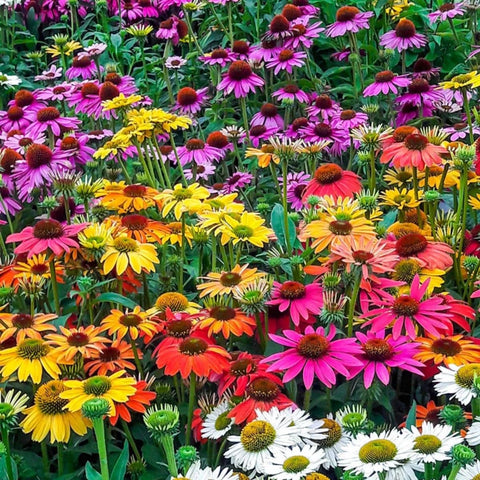 Echinacea seeds garden-border-flowers brighten beds with nectar-rich blooms.