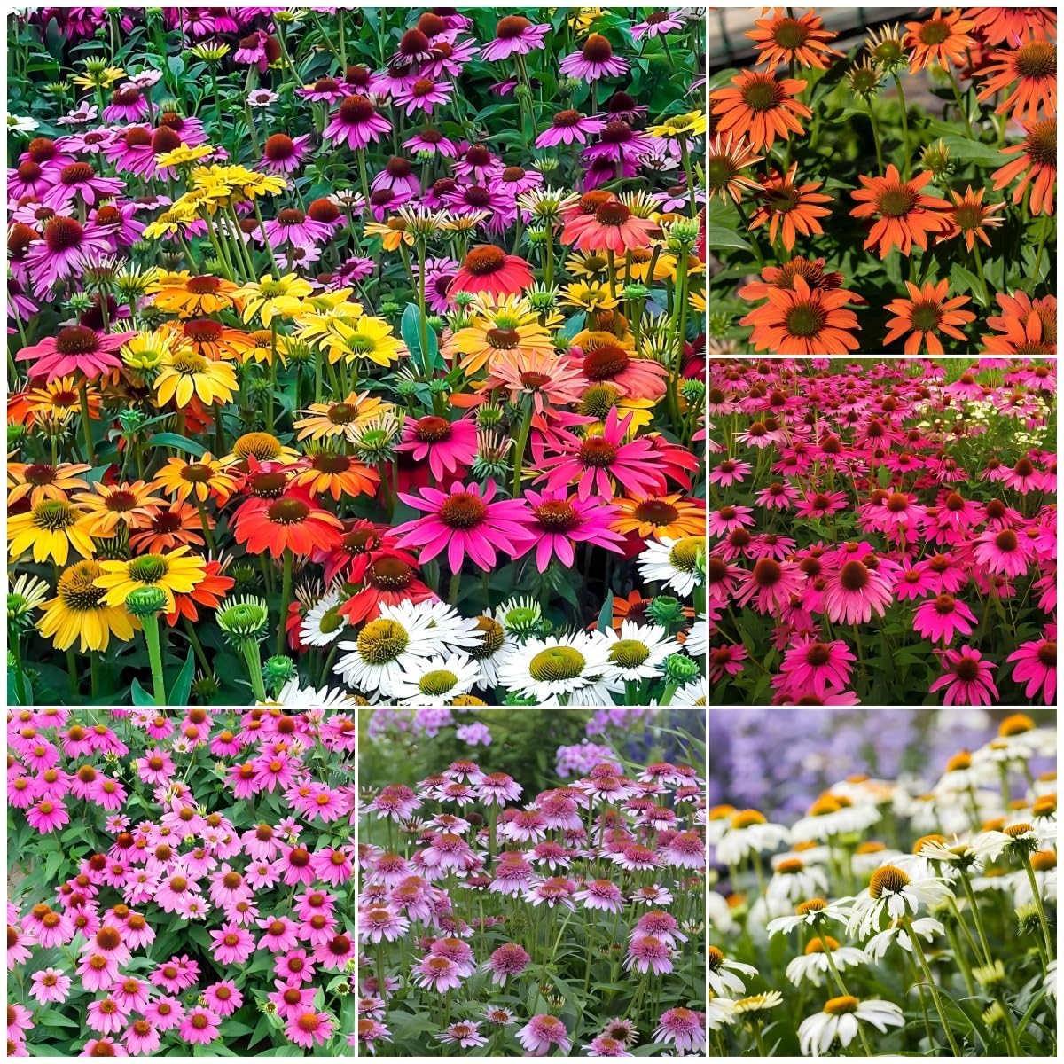 Echinacea seeds mixed-color packet for vibrant border color and easy planting.