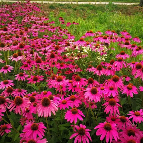 Echinacea seeds open-pollinated-heritage preserve natural color and biodiversity.