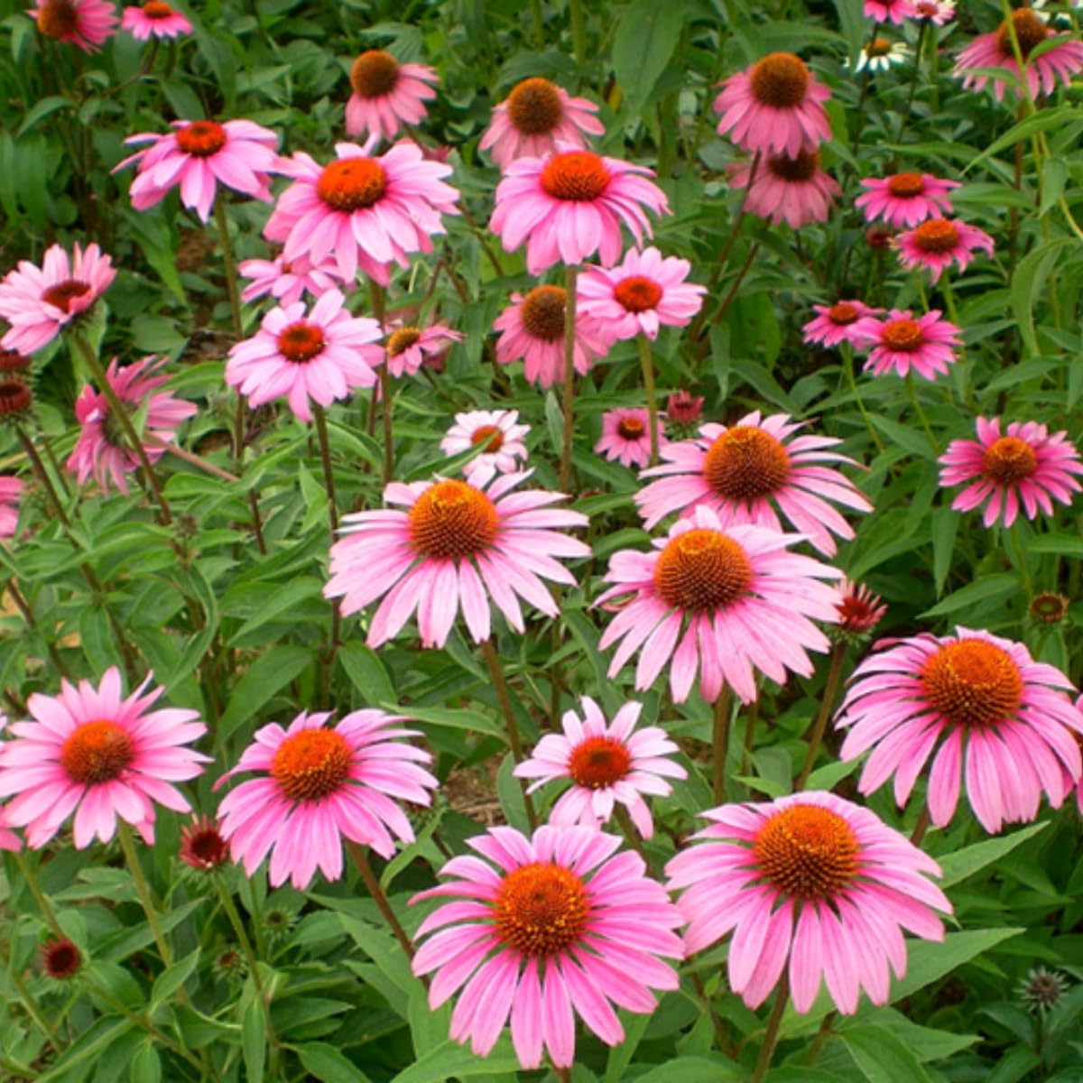 Echinacea seeds pollinator-friendly-blooms attract bees and butterflies.