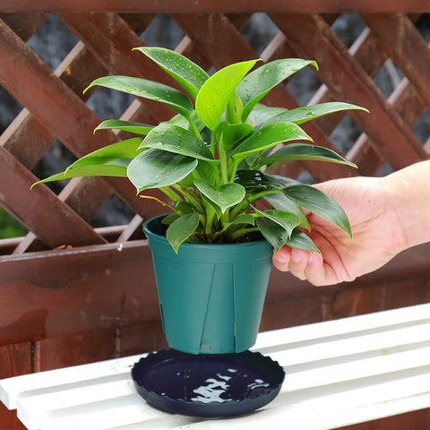 ECOESPTI 10-inch plant saucer handles larger pots with strong, reusable design.