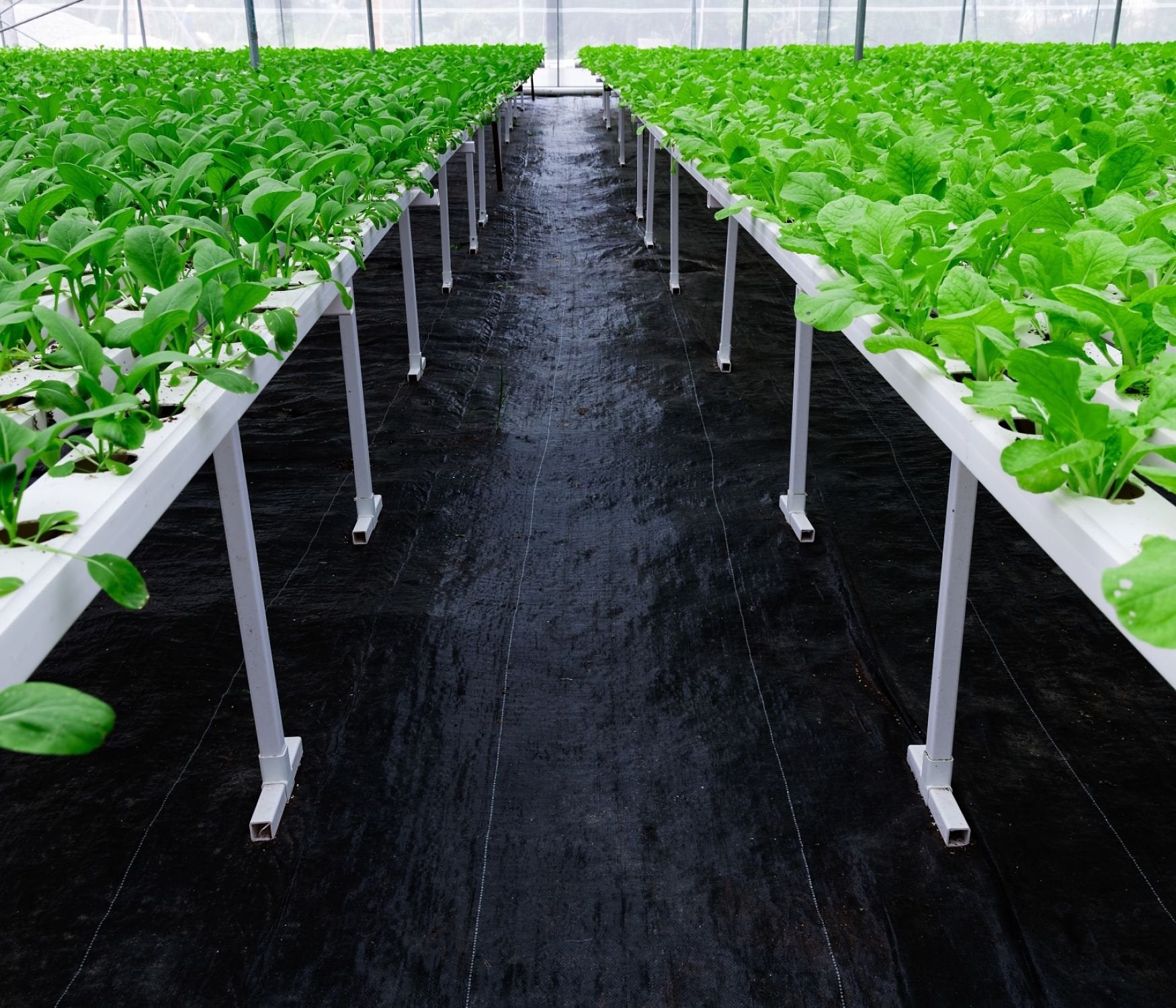ECOgardener edge-to-edge fabric yields clean borders and durable seams.