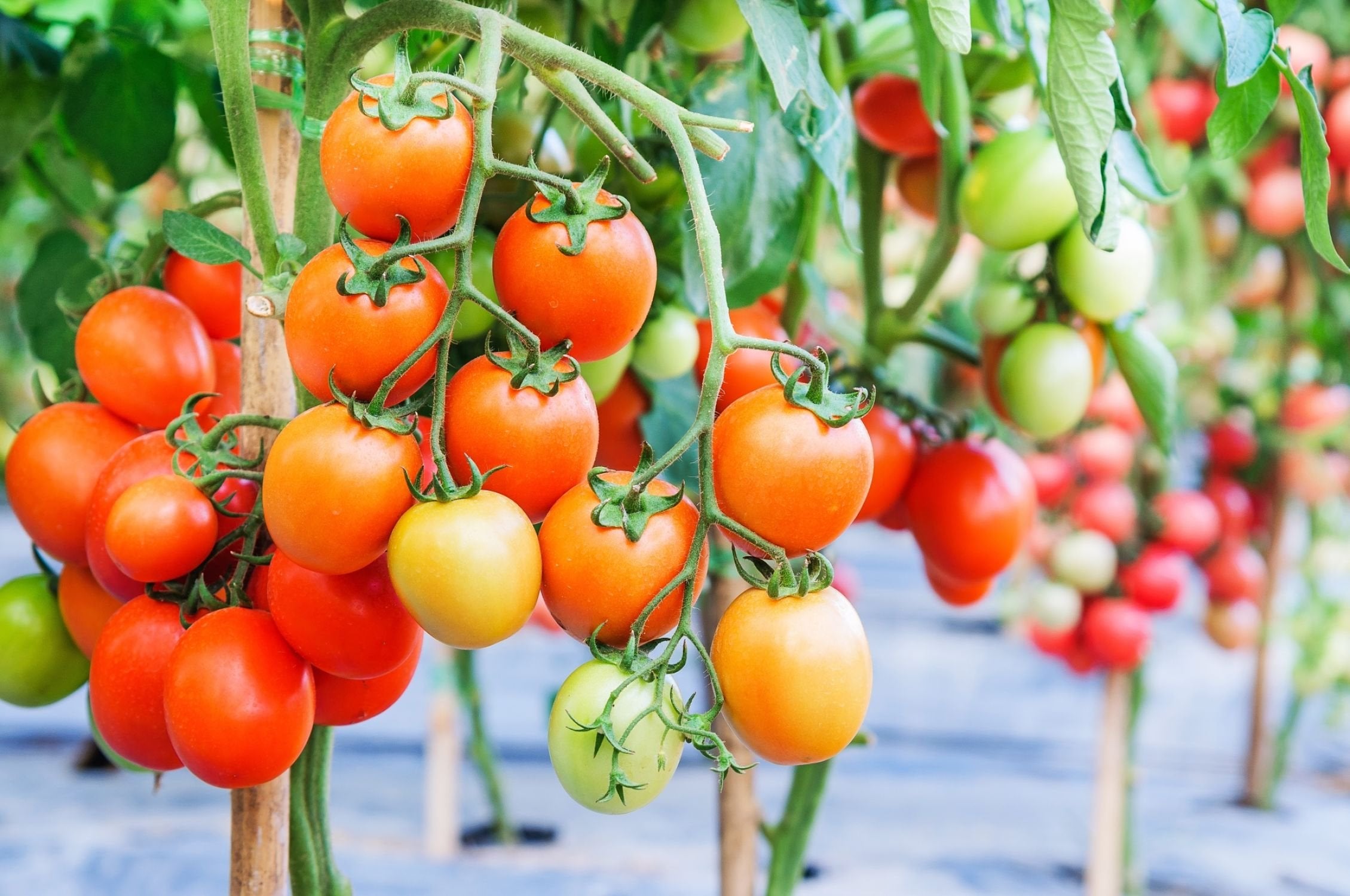 ECOgardener Professional home gardening solution supports healthier soil.