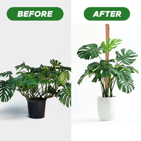 EcoNour 28 inch moss pole for medium to large indoor plants