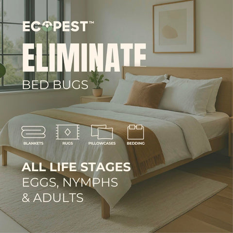 EcoPest Bed Bug Spray couch cushions sprayed for living room protection.