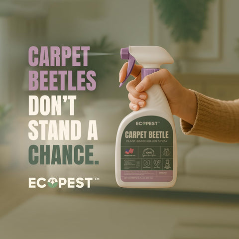 EcoPest spray mist application demonstrates easy coverage for rugs and upholstery.