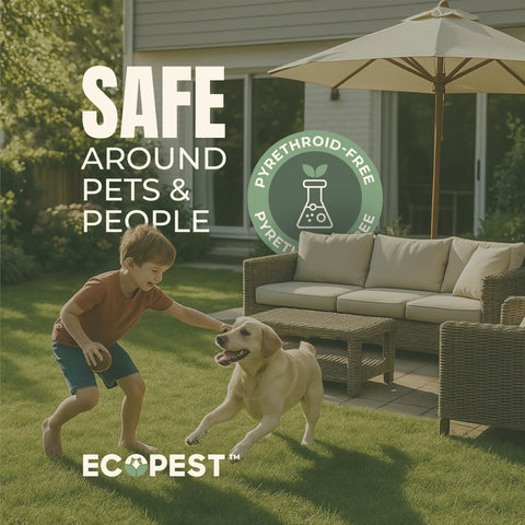 EcoPest spray on wood floor hints quick-drying formula suitable for living rooms.