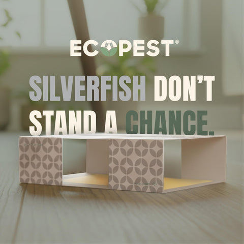 EcoPest trap with natural attractant lure entices silverfish along kitchen shelves.