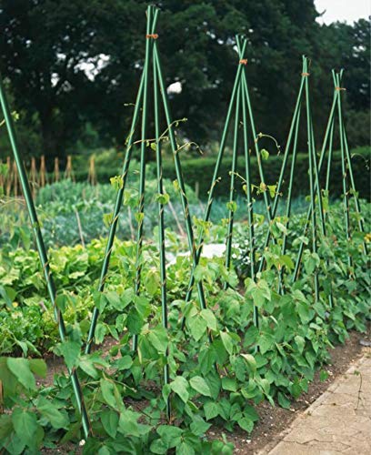 EcoStake lime green stake adds color coded organization for nursery and vineyard staking