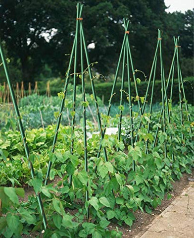 EcoStake lime green stake adds color coded organization for nursery and vineyard staking