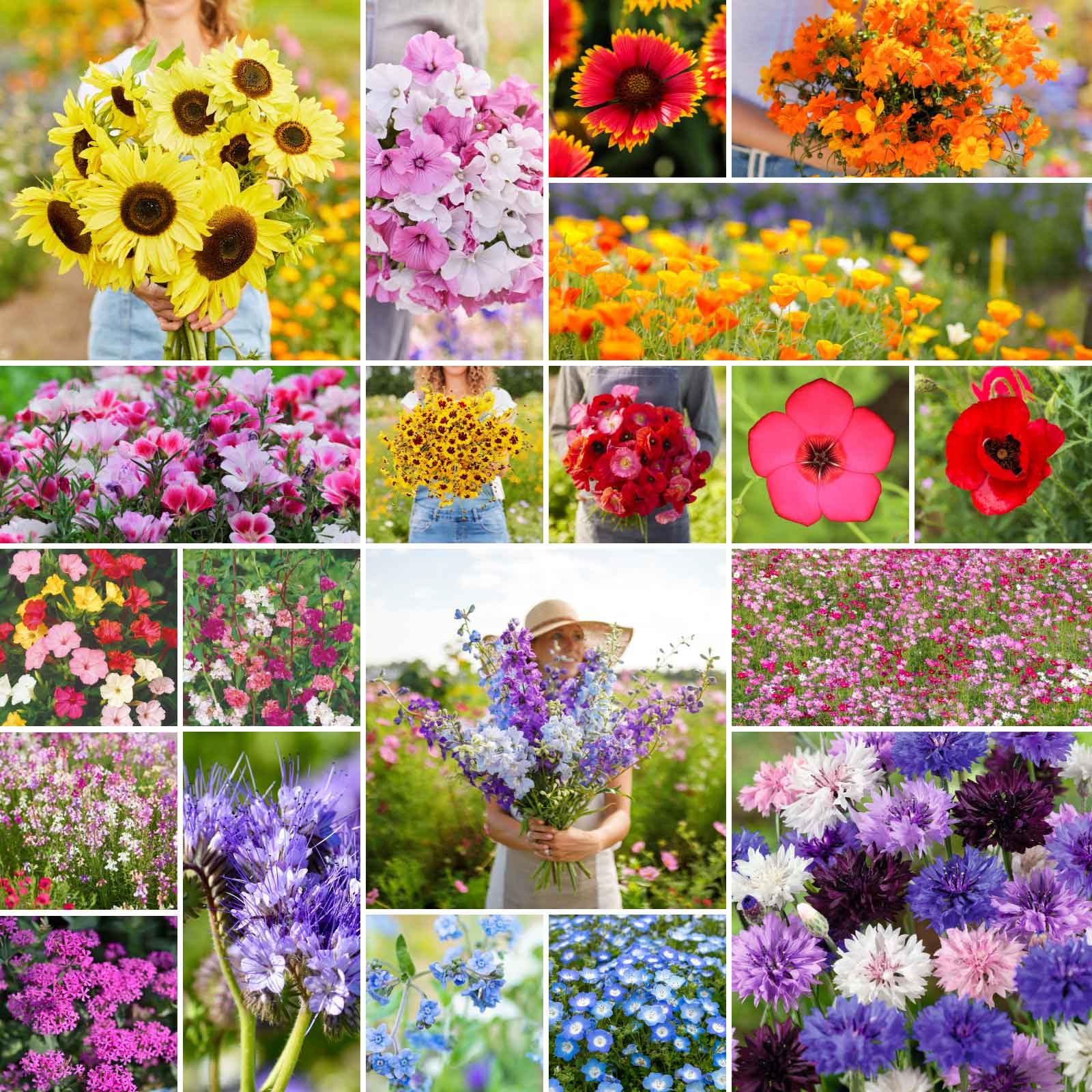 Eden Brothers All Annual Wildflower Seeds packaging shows a ready-to-plant mix for pollinator gardens.