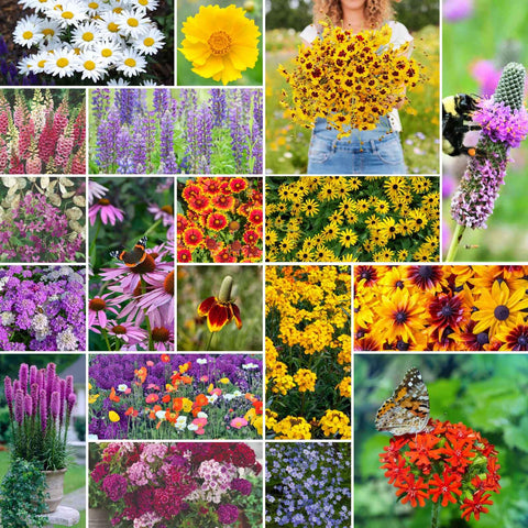 Eden Brothers all perennial wildflower mix seeds in bag for pollinator gardens