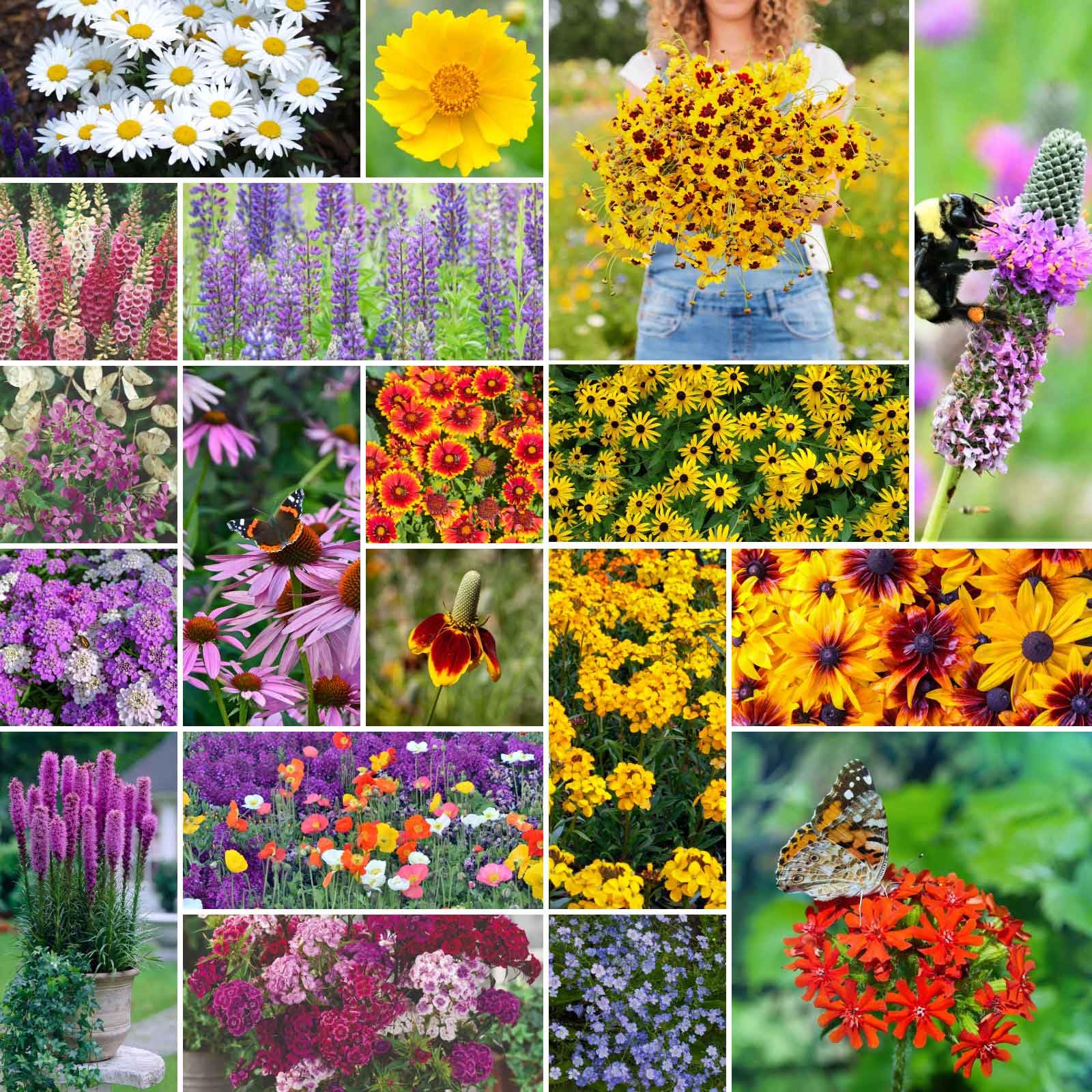 Eden Brothers All Perennial Wildflower Seeds in a 1 lb bag for pollinator-friendly gardens.