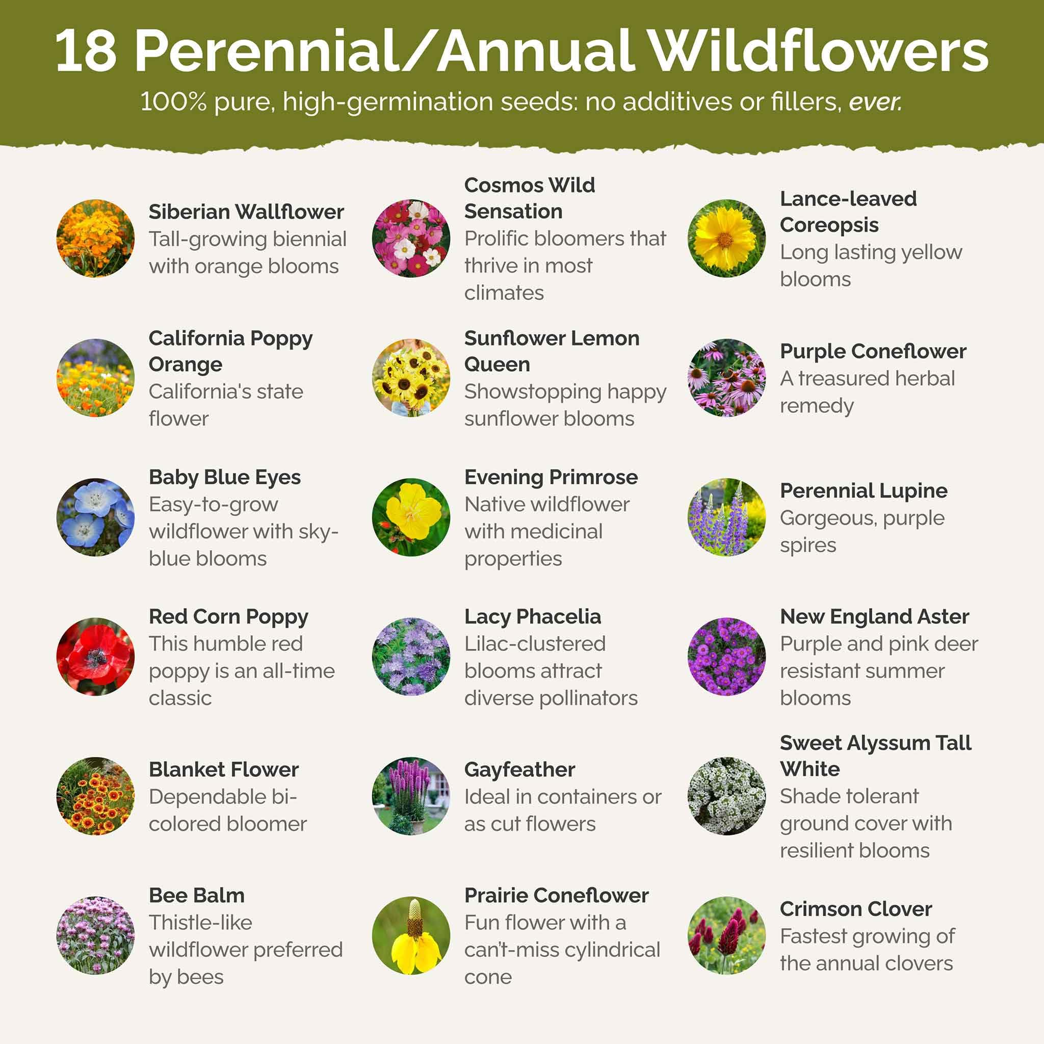 Eden Brothers Bees Knees pollinators butterflies hummingbirds visit blooming flowers.