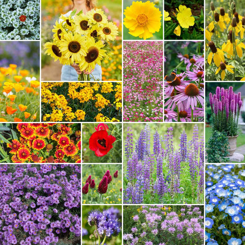 Eden Brothers Bees Knees seeds pack close-up promotes pollinator-friendly garden.