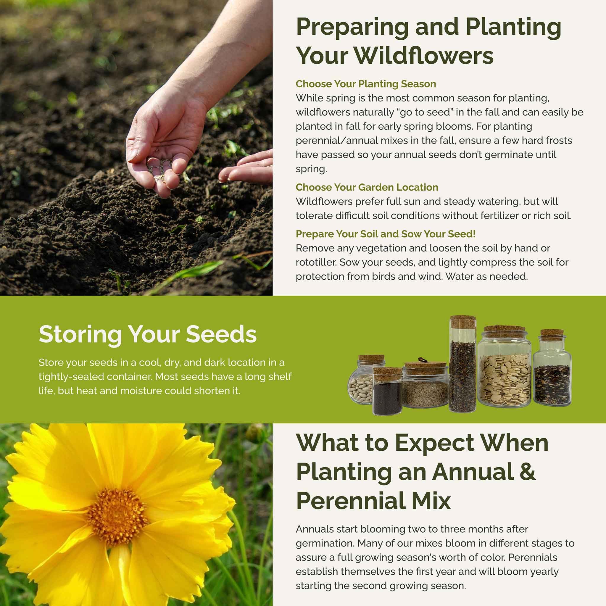 Eden Brothers Bees Knees seeds variety spread offers vibrant color.