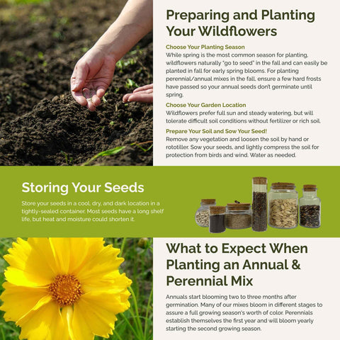 Eden Brothers Bees Knees seeds variety spread offers vibrant color.