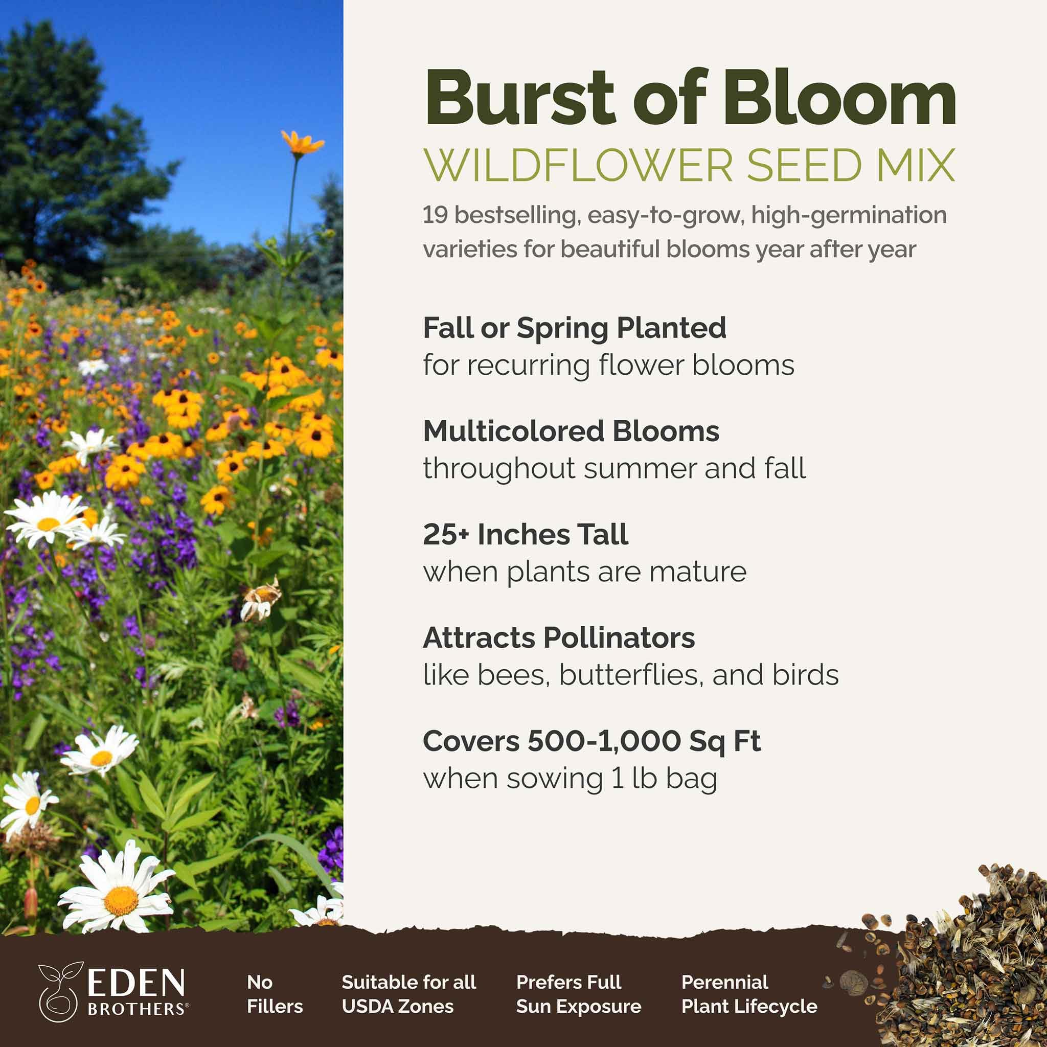 Eden Brothers Burst of Bloom cosmos blooms attracting pollinators in sunny borders.