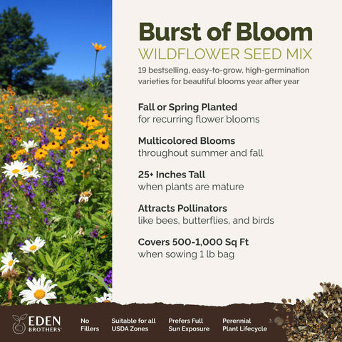 Eden Brothers Burst of Bloom cosmos blooms attracting pollinators in sunny borders.