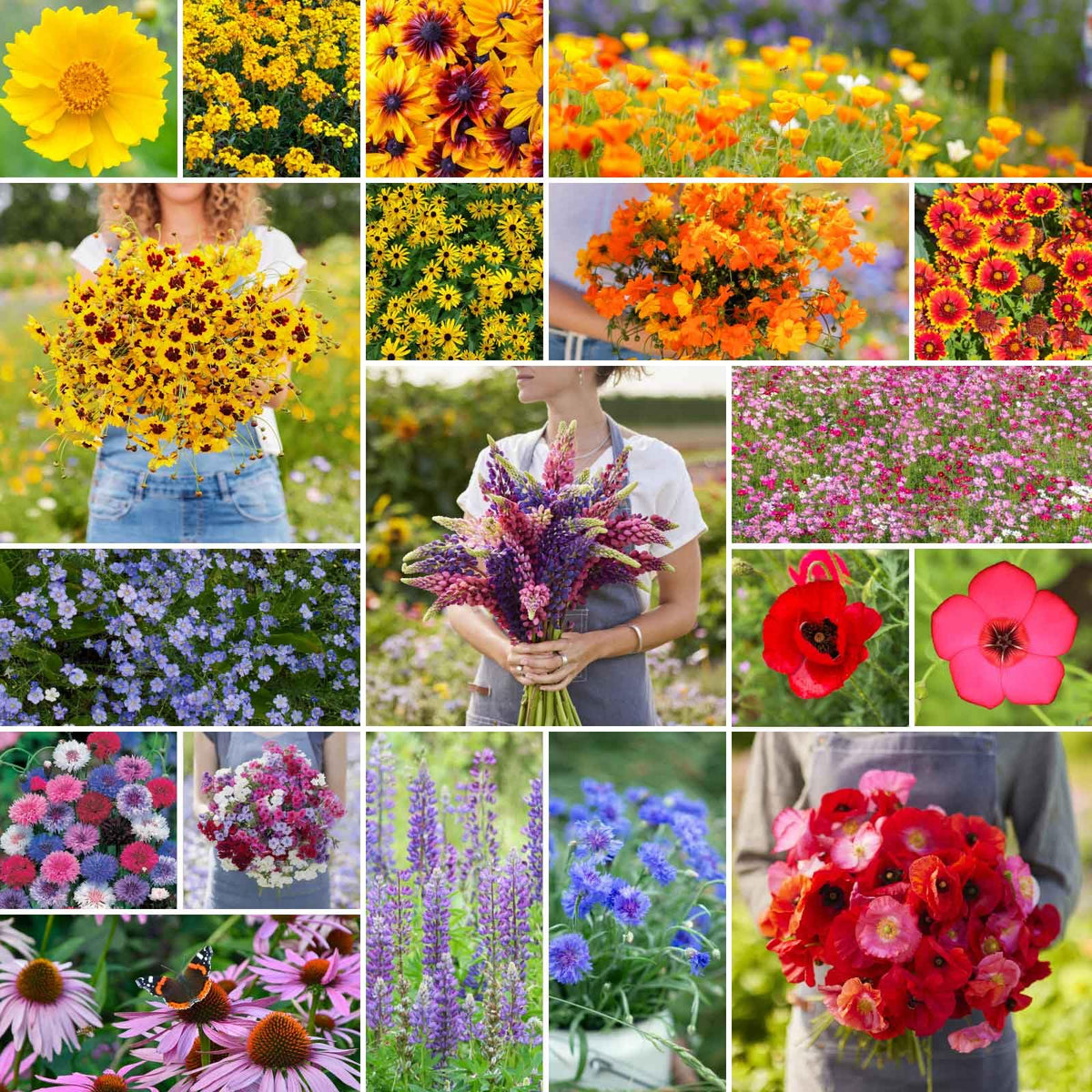 Eden Brothers Burst of Bloom seed mix bag ready for vibrant pollinator-friendly beds.