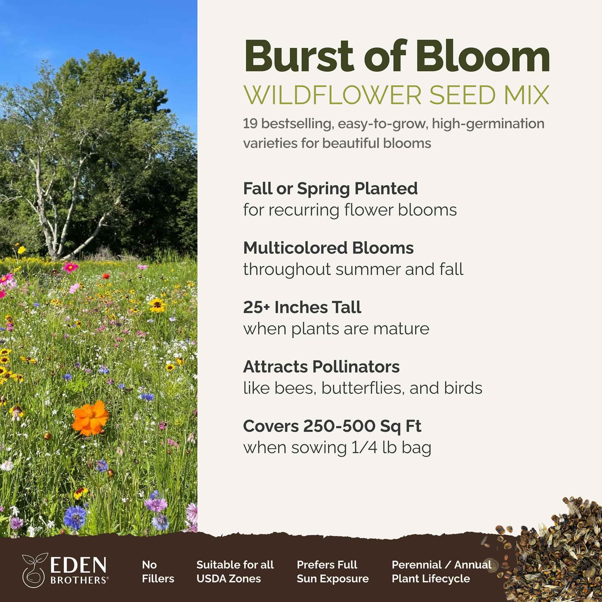 Eden Brothers Burst of Bloom seeds spread on soil for a vibrant, pollinator-friendly garden bed.