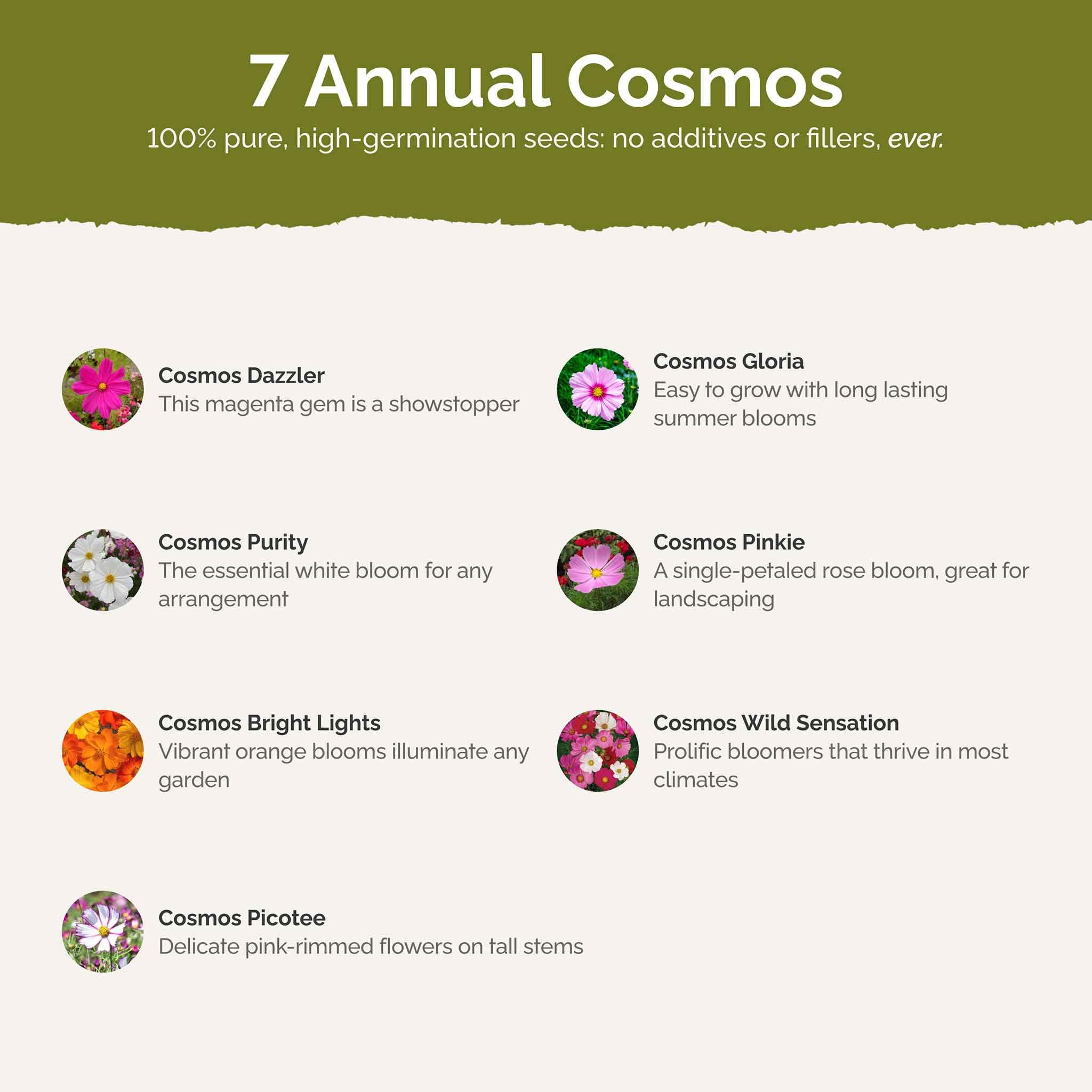 Eden Brothers Cosmos Picotee seeds add eye-catching accents that attract bees.