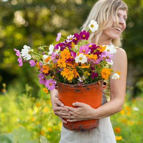 Eden Brothers Cosmos Wild Sensation mix seeds for vibrant, pollinator-friendly borders.