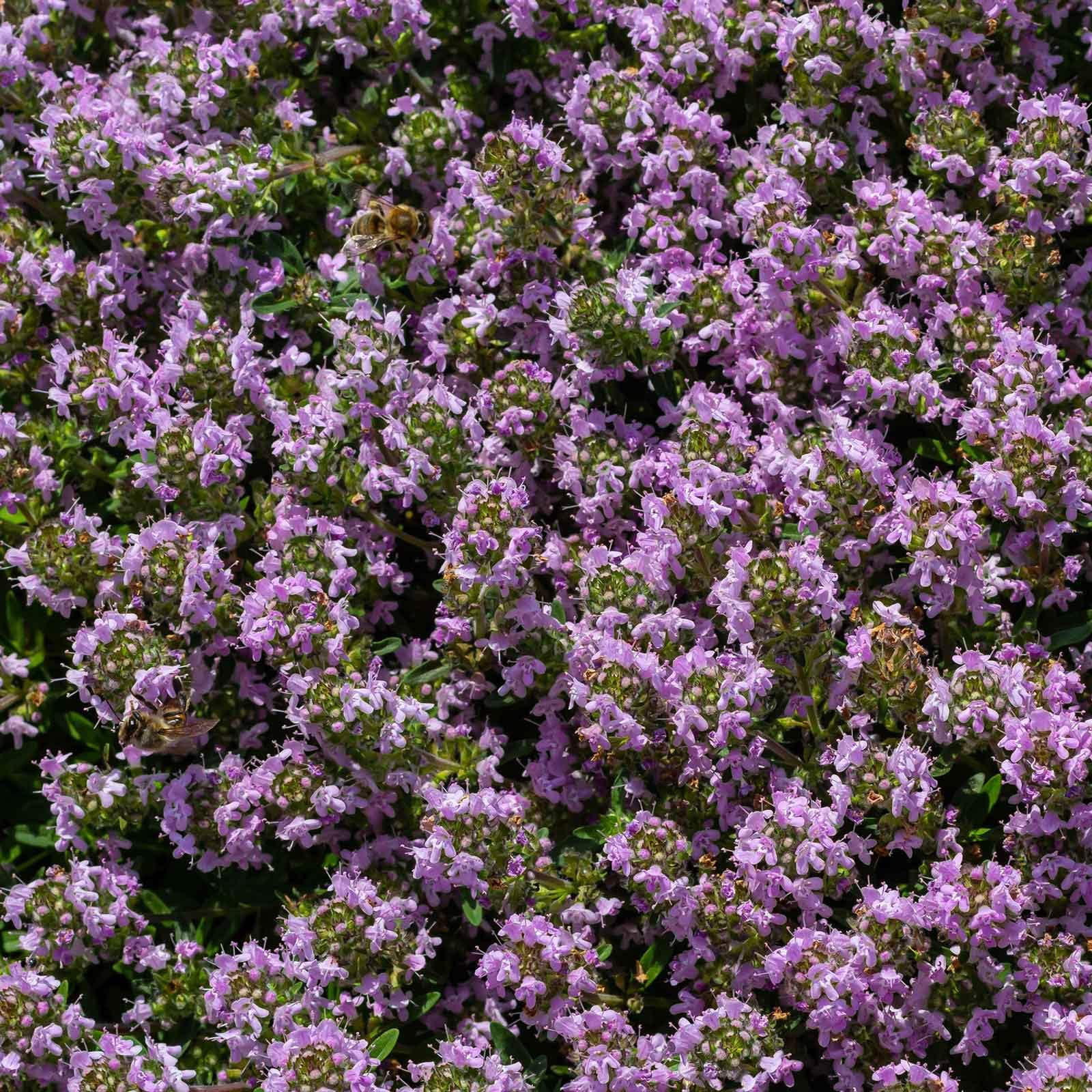 Eden Brothers Creeping Thyme germination timing shown as seedlings after 21-28 days.