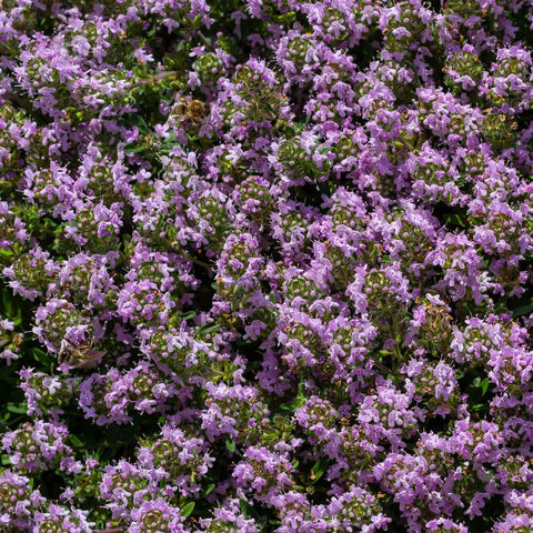 Eden Brothers Creeping Thyme germination timing shown as seedlings after 21-28 days.