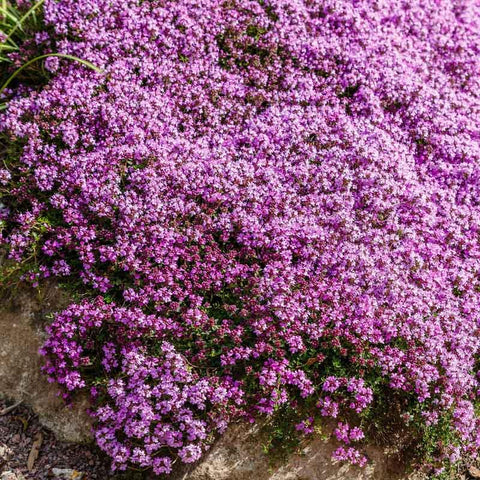 Eden Brothers Creeping Thyme seeds pack ready for easy spring planting.