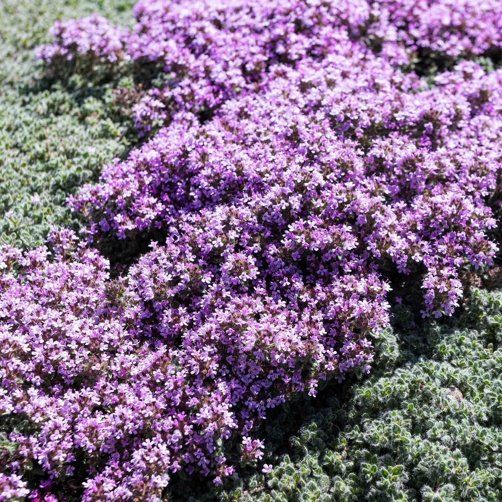 Eden Brothers Creeping Thyme seeds spread in soil forming low-maintenance groundcover.