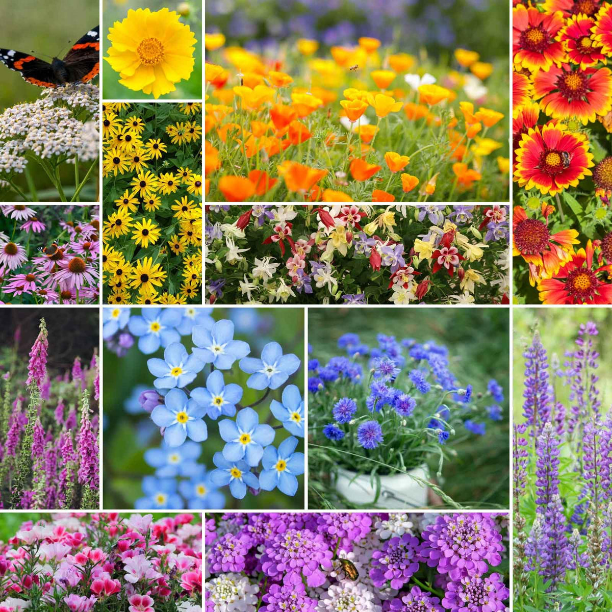 Eden Brothers deer resistant wildflower seeds pack front view for quick spring planting.