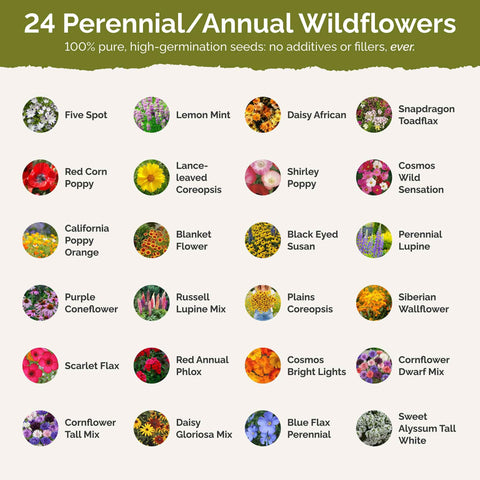 Pollinators visit blooms from Eden Brothers Florida Wildflower Seeds mix.