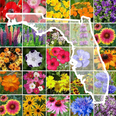 Eeden Brothers Florida Wildflower Seeds seed bag for a pollinator-friendly garden.