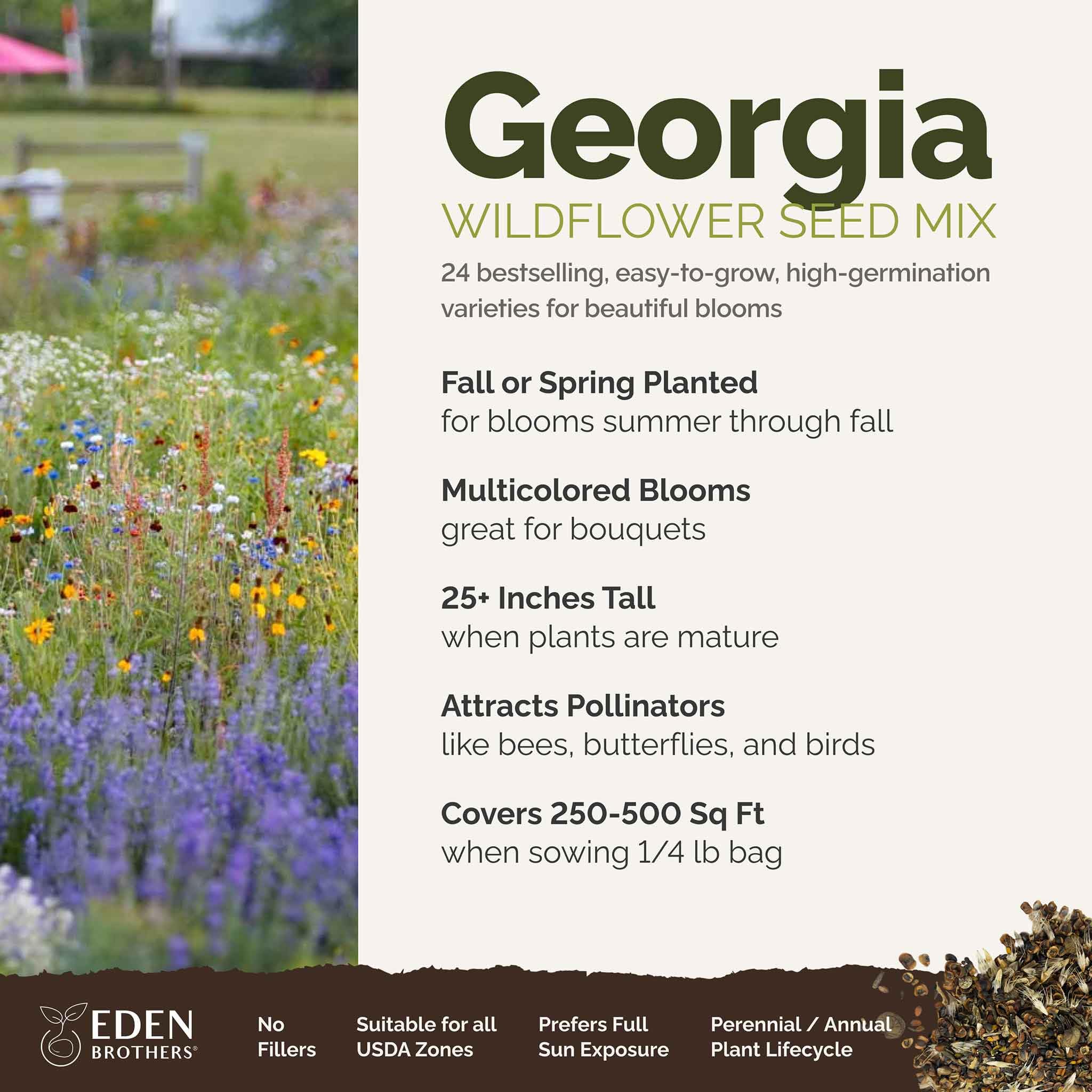Eden Brothers Georgia Wildflower Mix African daisy bloom brightens beds and invites pollinators.