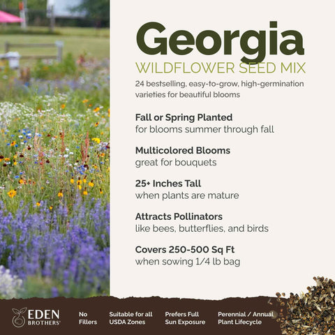 Eden Brothers Georgia Wildflower Mix African daisy bloom brightens beds and invites pollinators.