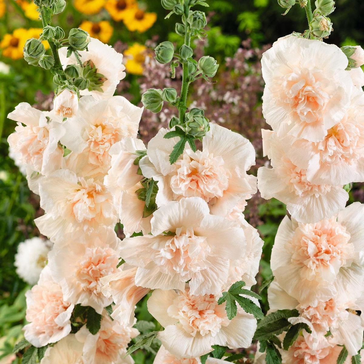 Eden Brothers Majorette Double Champagne hollyhocks — closeup blooms for lush border color.