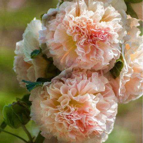 Eden Brothers Majorette Double Champagne hollyhocks — border planting in sun-filled beds.