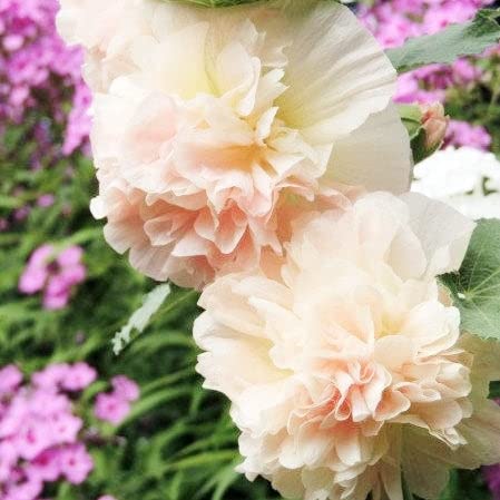 Eden Brothers Majorette Double Champagne hollyhocks — tall, elegant blooms for cottage gardens.